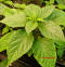 Bhut at 12 weeks