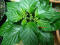 Bhut getting ready to flower