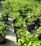 Bhut Jolokia's growing in pots