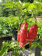 Buy Bhut Jolokia Seeds Here
