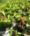 Bhut Jolokia 