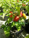 Ripe Bhut Jolokia
